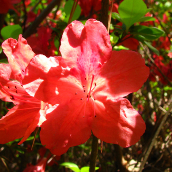 Meet your Posher, ToffeeLake! - Picture 1 of 1